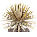 Yucca Sculpture by